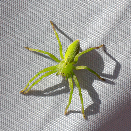 Micrommata ligurina (Green Hunstman).jpg
